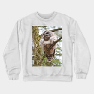 Cool Owl - Barred Owl Crewneck Sweatshirt